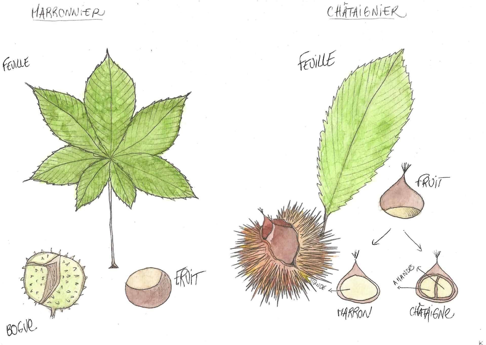 Difference Entre Chataignier Et Marronnier Saveurs du Castanet - Quelle est la différence entre une châtaigne et