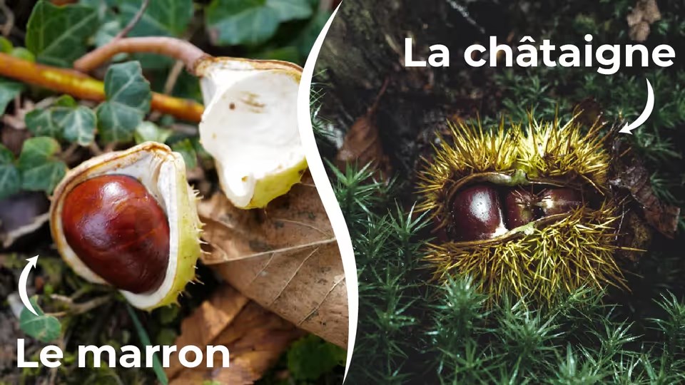 Marrons ou Châtaignes : Ne faites plus jamais l'erreur !