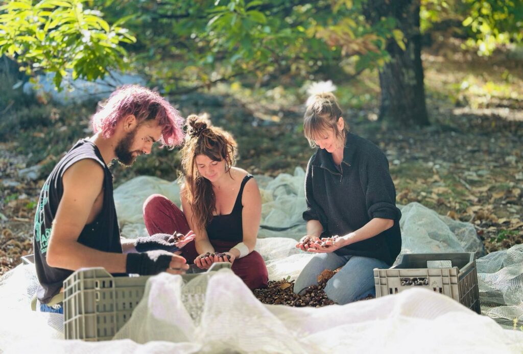 récolte des chataignes